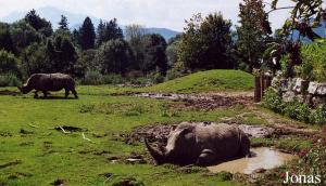 Enclos des rhinocéros blancs