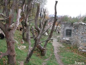 Enclos des ours à lunette