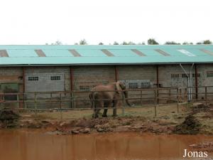 Un des enclos des éléphants d'Afrique