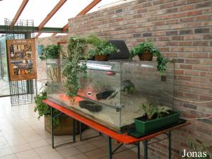 Terrarium des iguanes verts