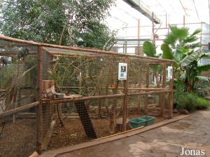 Volières dans la serre tropicale