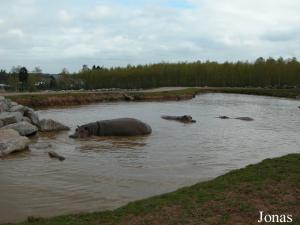 Plan d'eau dans l'enclos africain du safari parc