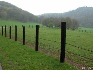 Enclos des bisons européens