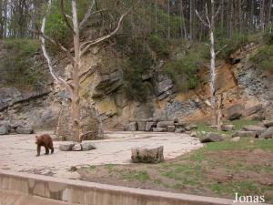 Enclos des ours bruns