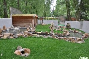Nouvel enclos des ratons laveurs et des moufettes rayées