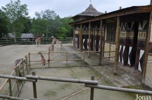 Savane africaine pour girafes, zèbres et watussis