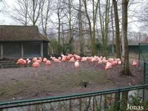 Enclos des flamants