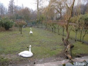 Enclos des oiseaux aquatiques