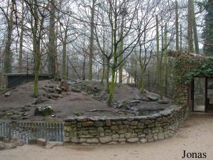 Enclos des renards roux