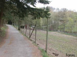 Enclos des tarpans