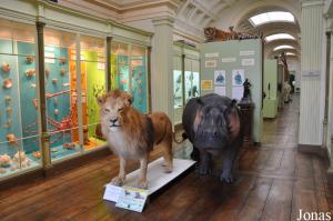 Musée d'Histoire Naturelle