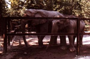 Éléphants d'Afrique et d'Asie