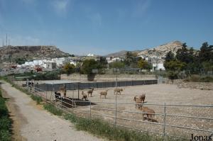 Enclos pour mouflons à manchettes