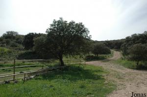 Enclos des chevaux et cadre végétal du parc