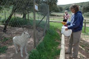 Nourrissage d'un jeune loup de la toundra