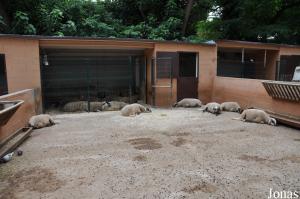 Enclos des moutons dans la ferme pédagogique