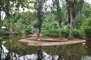 Installation des flamants des Caraïbes 