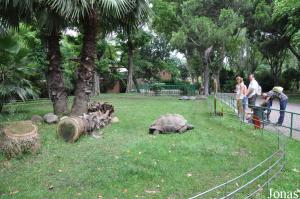 Enclos des tortues géantes