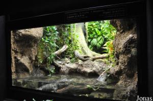 Terrarium des alligators de Chine