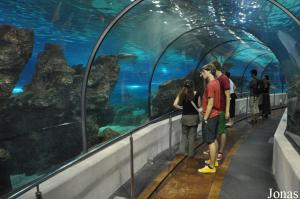 Tunnel vitré à travers L'Oceanario