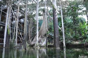 Forêt inondée