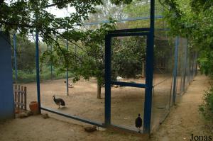 Grande volière des flamants, des ibis et des grues