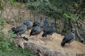 Groupe de kamichis à collier (Chauna torquata)