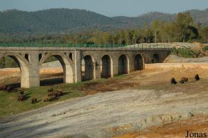 Enclos des bisons américains et aqueduc historique