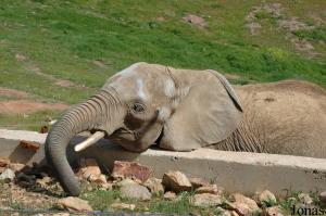 Duna, jeune éléphante africaine