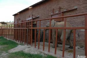 Sortie matinale des éléphants africains