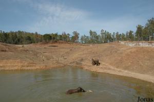 Enclos des éléphants asiatiques