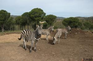 Enclos des zèbres, des lamas et des nilgauts