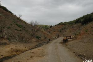 Enclos des bisons européens