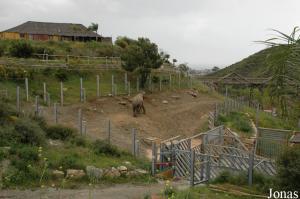 Installation des éléphants asiatiques