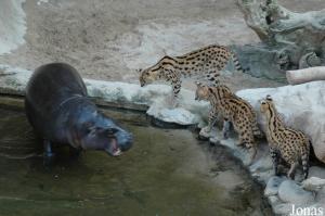 Hippopotame pygmée et servals occupant la nuit l'enclos des chimpanzés