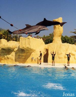 Spectacle de dauphins