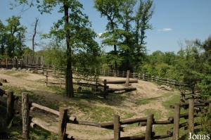 Enclos des bisons américains