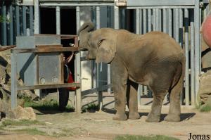 Nico, éléphant mâle, et son soigneur