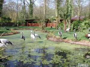 Enclos des grues demoiselles