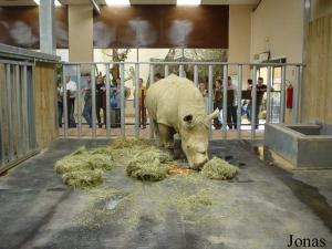 Une des loges de nuit des rhinocéros