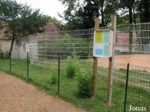 Enclos provisoire des jeunes tigres blancs