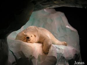 Ours blanc naturalisé