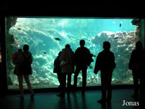 Aquarium du pavillon tropical