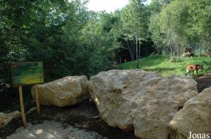 Point de vision sur l'enclos des loups à crinière