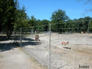 Enclos des antilopes cervicapres