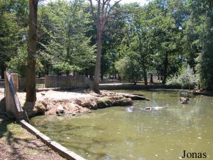 Bassin des hippopotames