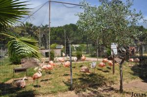 Volière des flamants des Caraïbes, du Chili et nains