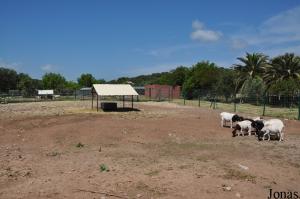 Enclos des moutons de Somalie