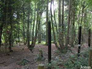 Partie forestière de l'enclos des lycaons