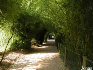 Sentier longeant l'enclos des panthères